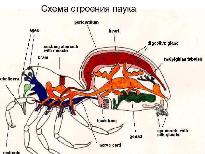 Строение паука птицееда схема