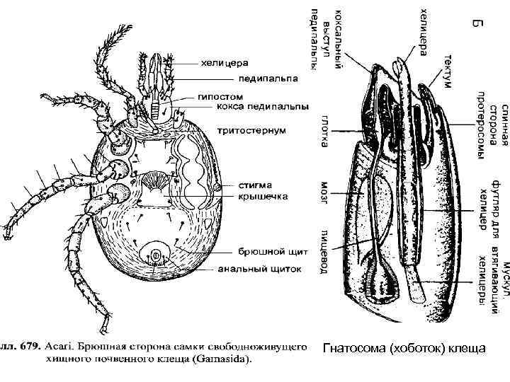 Ротовой аппарат таежного клеща рисунок