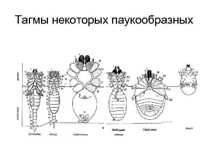 Тагмы некоторых паукообразных 