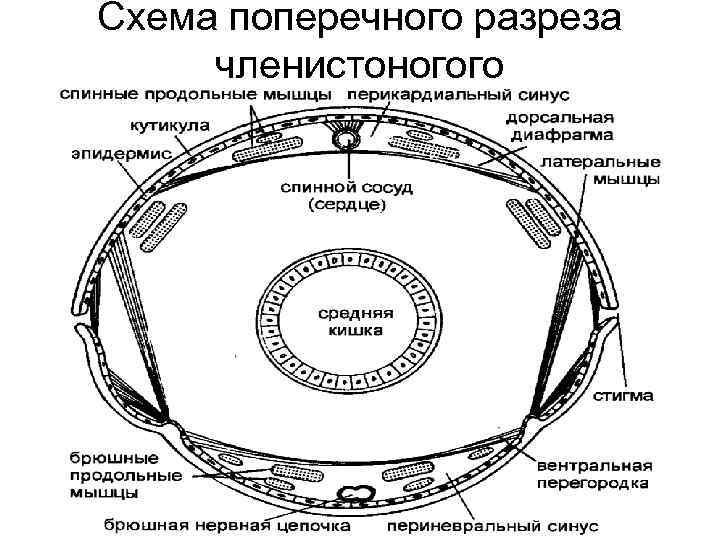 Полость тела насекомых вторичная