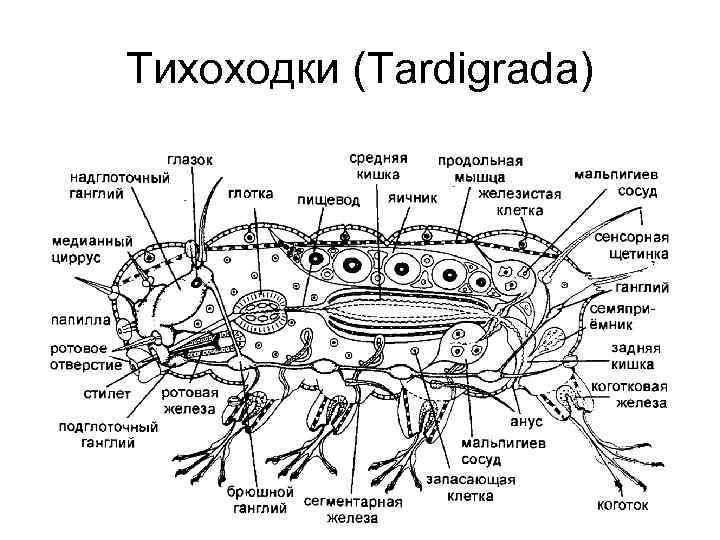 Тихоходки (Tardigrada) 