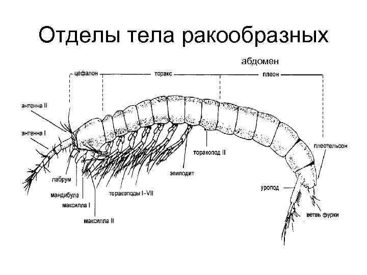 Сделайте описание мокрицы по следующему плану какую среду обитания освоили мокрица впр