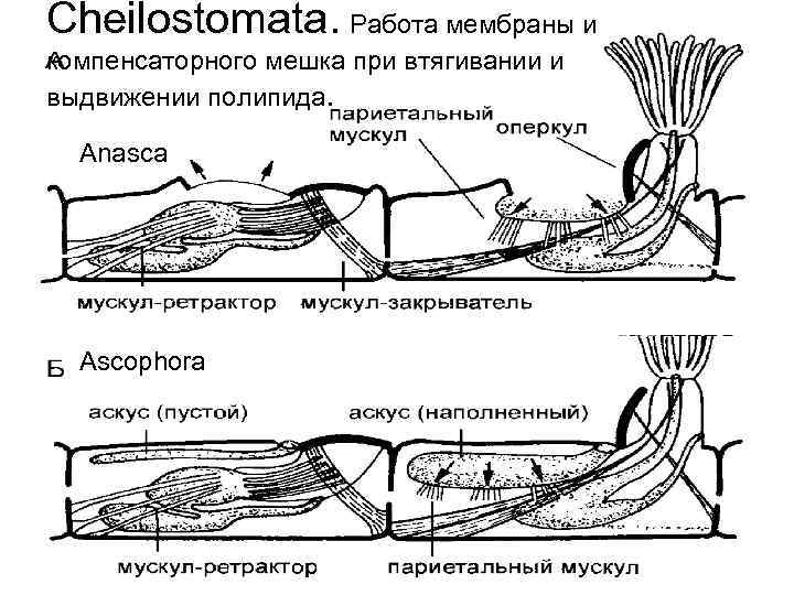 Cheilostomata. Работа мембраны и компенсаторного мешка при втягивании и выдвижении полипида. Anasca Ascophora 