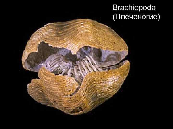 Brachiopoda (Плеченогие) 