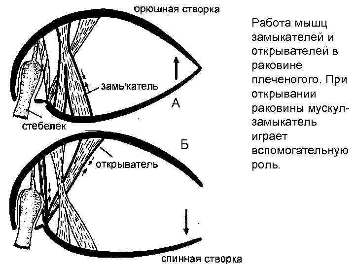 Работа мышц замыкателей и открывателей в раковине плеченогого. При открывании раковины мускулзамыкатель играет вспомогательную