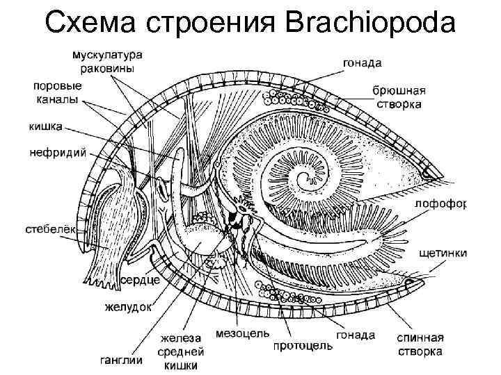 Схема строения Brachiopoda 