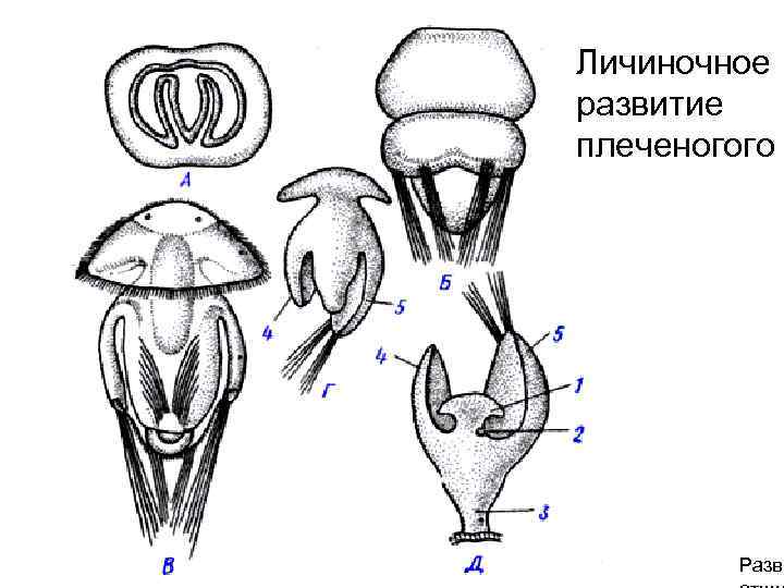 Личиночное развитие плеченогого Разви 