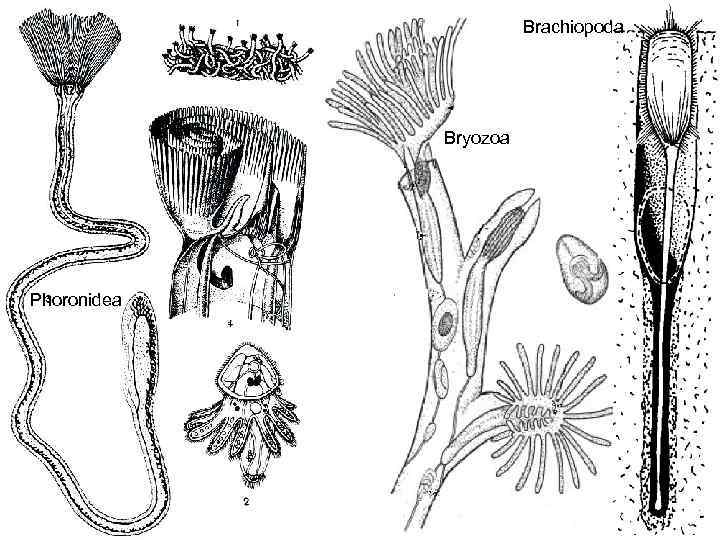 Brachiopoda Bryozoa Phoronidea 