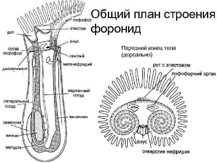 Общий план строения форонид Передний конец тела (дорсально) 