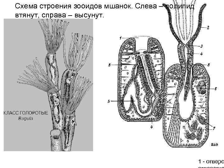 Схема строения зооидов мшанок. Слева – полипид втянут, справа – высунут. 1 - отверс