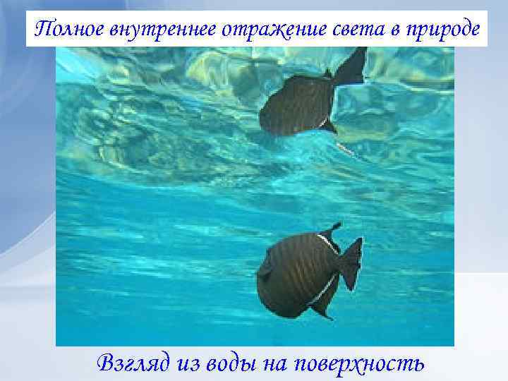 Полное внутреннее отражение света в природе Взгляд из воды на поверхность 