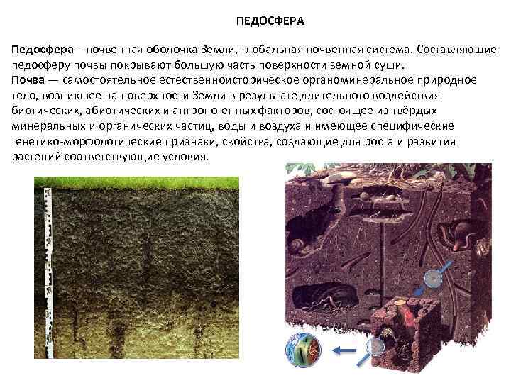 ПЕДОСФЕРА Педосфера – почвенная оболочка Земли, глобальная почвенная система. Составляющие педосферу почвы покрывают большую