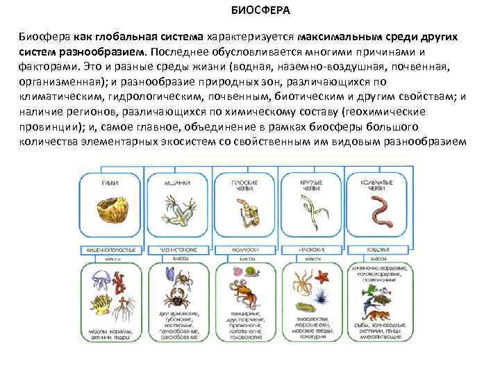 БИОСФЕРА Биосфера как глобальная система характеризуется максимальным среди других систем разнообразием. Последнее обусловливается многими