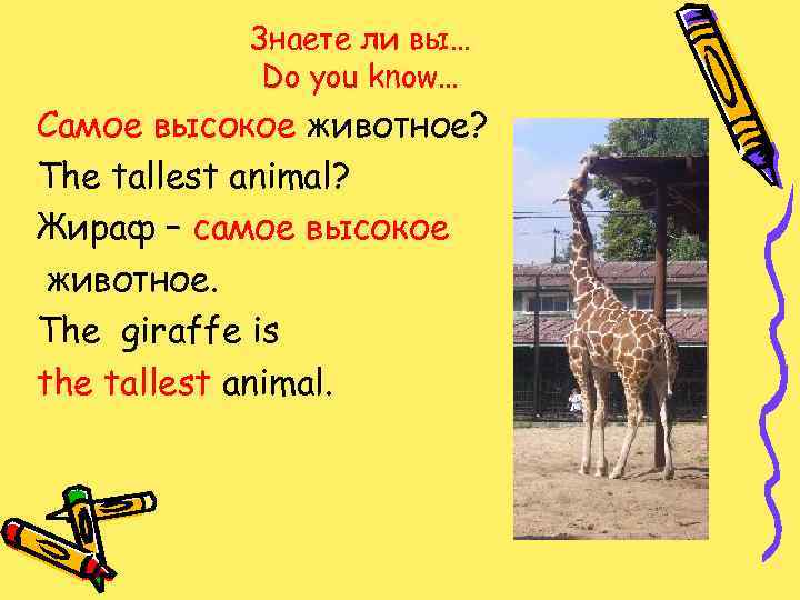 Жираф транскрипция. Про жирафа на английском языке. Giraffe английский язык. Рассказ про жирафа на английском. Описать жирафа на английском языке.