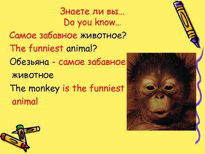 Знаете ли вы… Do you know… Самое забавное животное? The funniest animal? Обезьяна -