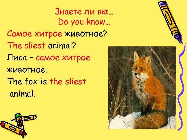 Знаете ли вы… Do you know… Самое хитрое животное? The sliest animal? Лиса –