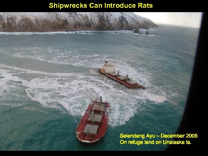 Shipwrecks Can Introduce Rats Selendang Ayu – December 2005 On refuge land on Unalaska