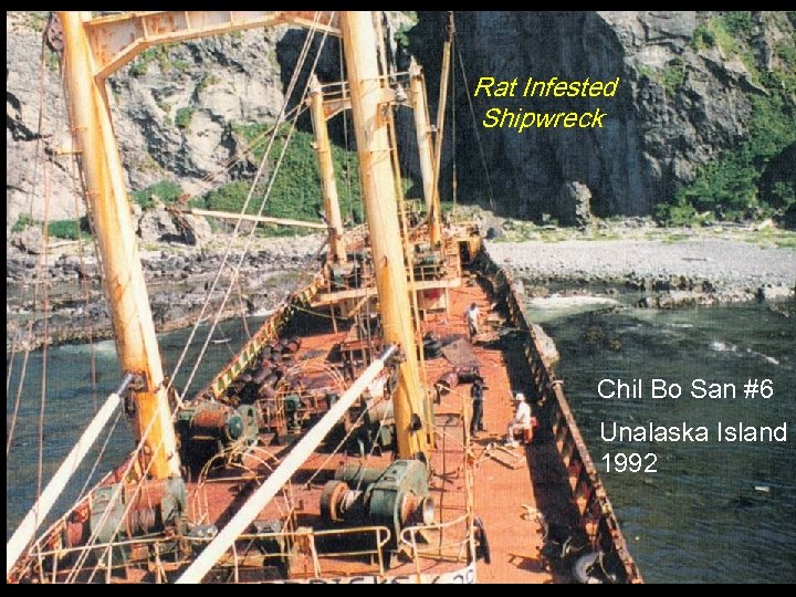 Rat Infested Shipwreck Chil Bo San #6 Unalaska Island 1992 