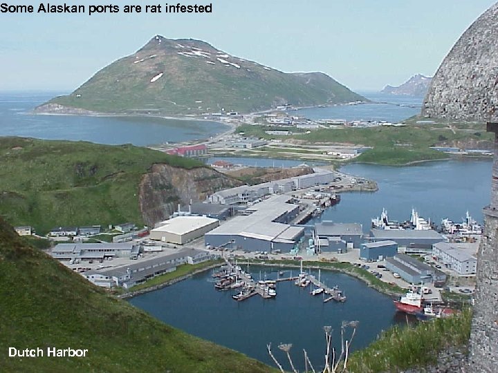 Some Alaskan ports are rat infested Dutch Harbor 