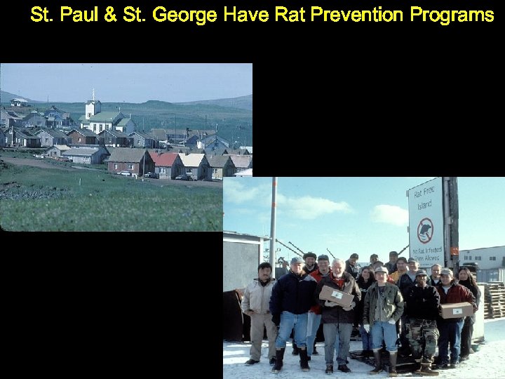 St. Paul & St. George Have Rat Prevention Programs 