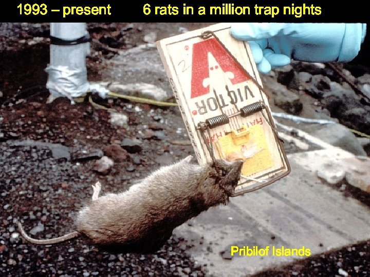 1993 – present 6 rats in a million trap nights Pribilof Islands 