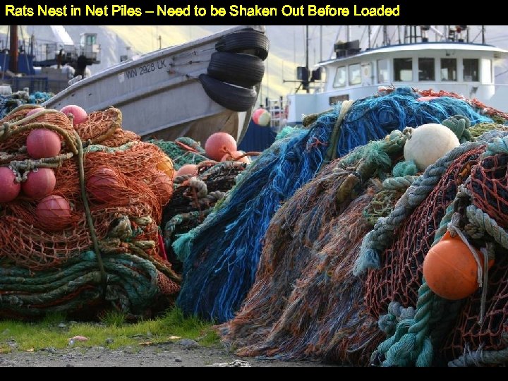 Rats Nest in Net Piles – Need to be Shaken Out Before Loaded 