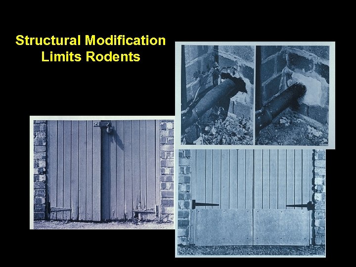 Structural Modification Limits Rodents 