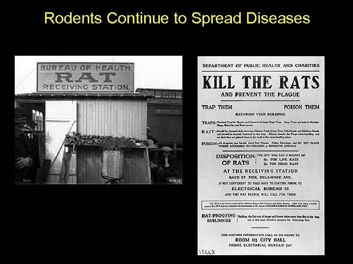 Rodents Continue to Spread Diseases 