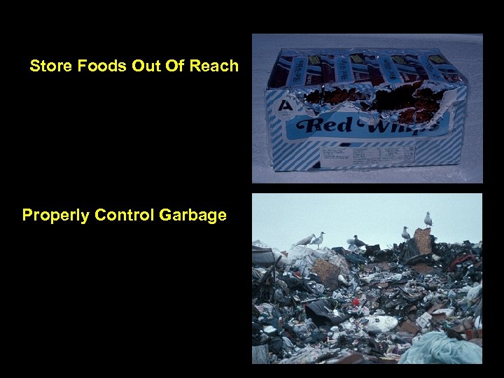 Store Foods Out Of Reach Properly Control Garbage 