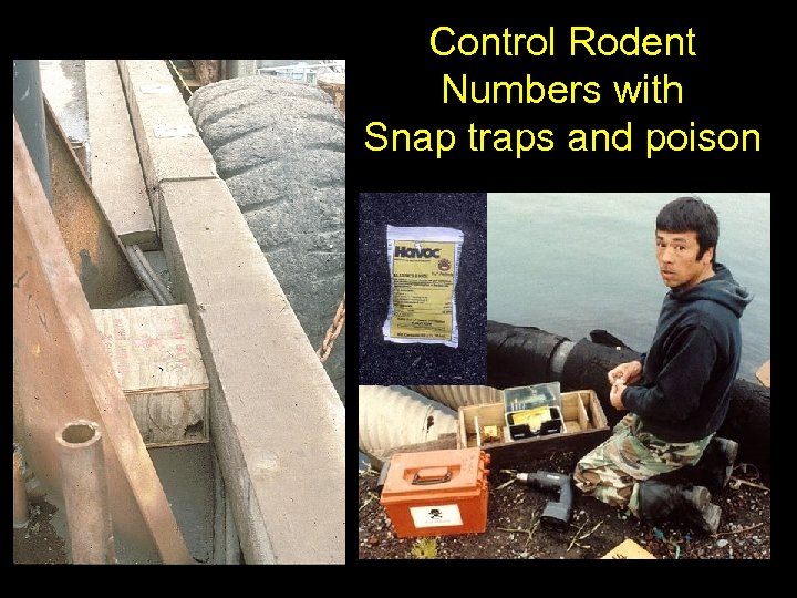 Control Rodent Numbers with Snap traps and poison 