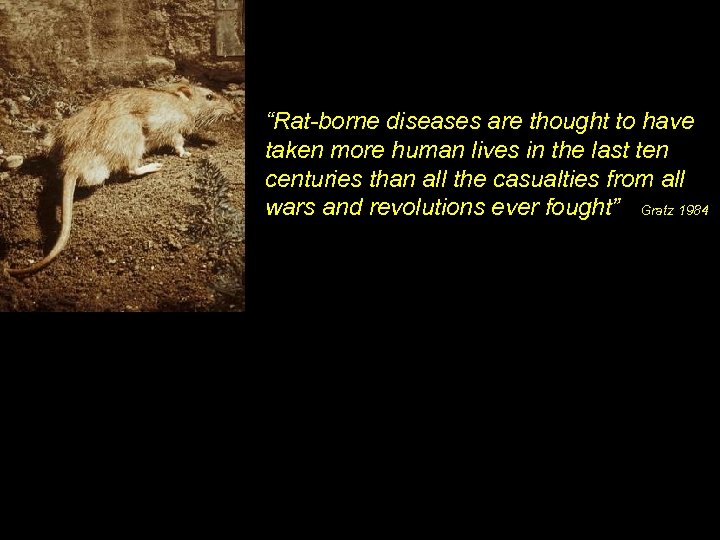 “Rat-borne diseases are thought to have taken more human lives in the last ten