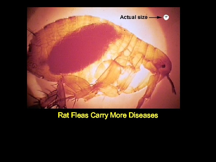 Rat Fleas Carry More Diseases 