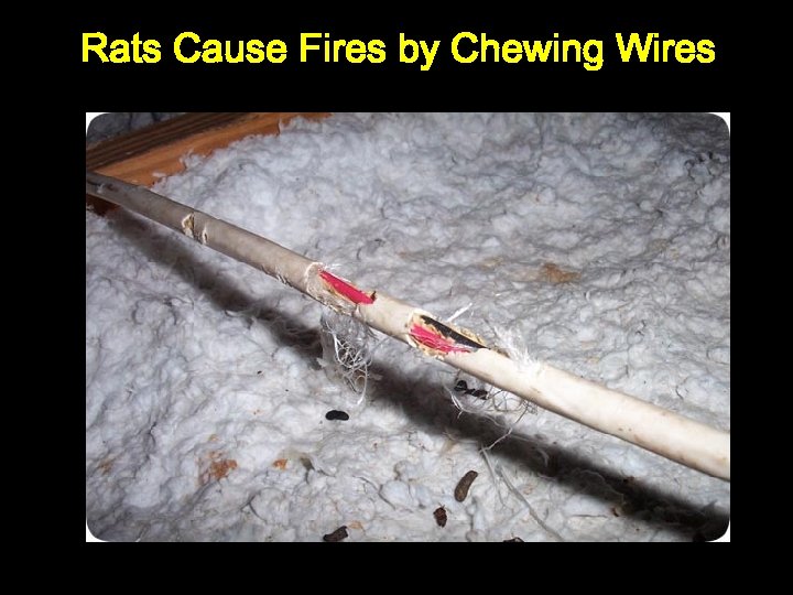 Rats Cause Fires by Chewing Wires 