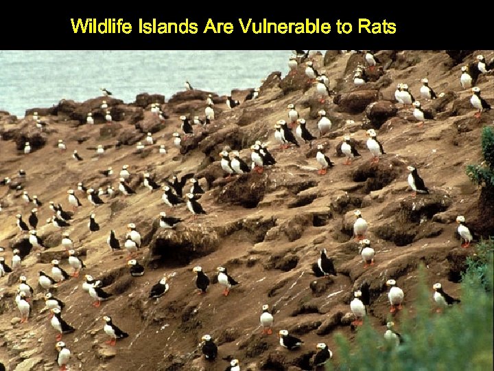 Wildlife Islands Are Vulnerable to Rats 