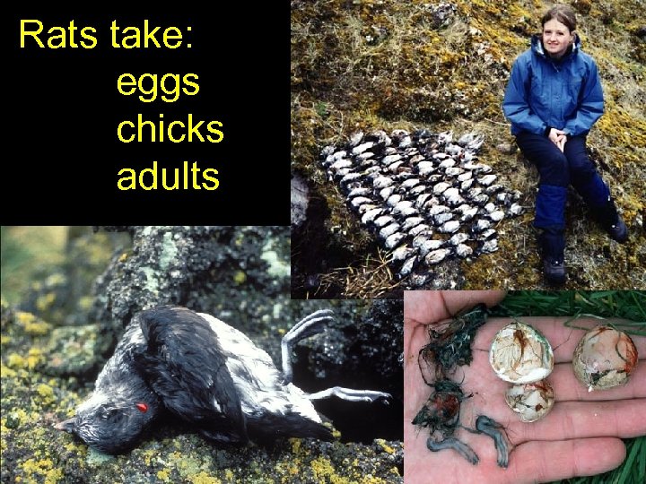 Rats take: eggs chicks adults Cache of adult auklets 