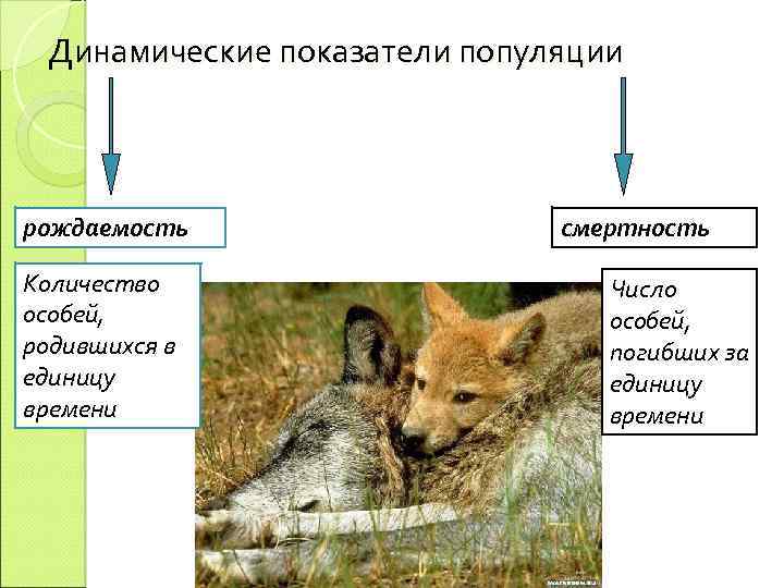 Виды особей. Рождаемость популяции. Динамические показатели популяции. Рождаемость и смертность популяции. Смертность популяции.