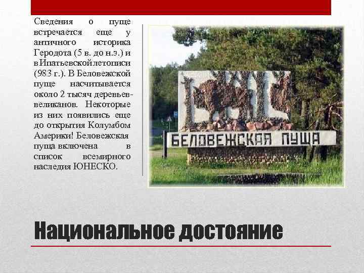 Сведения о пуще встречается еще у античного историка Геродота (5 в. до н. э.