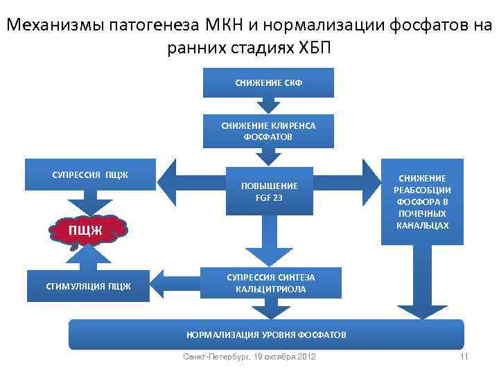 Механизмы патогенеза МКН и нормализации фосфатов на ранних стадиях ХБП СНИЖЕНИЕ СКФ СНИЖЕНИЕ КЛИРЕНСА