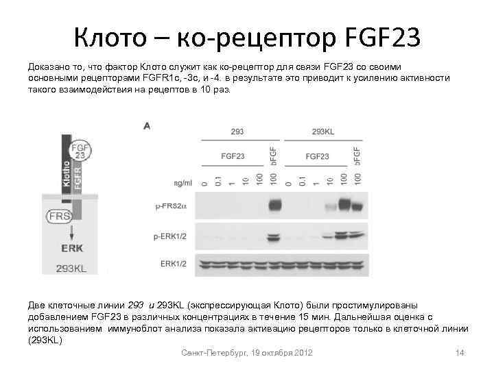 Клото – ко-рецептор FGF 23 Доказано то, что фактор Клото служит как ко-рецептор для