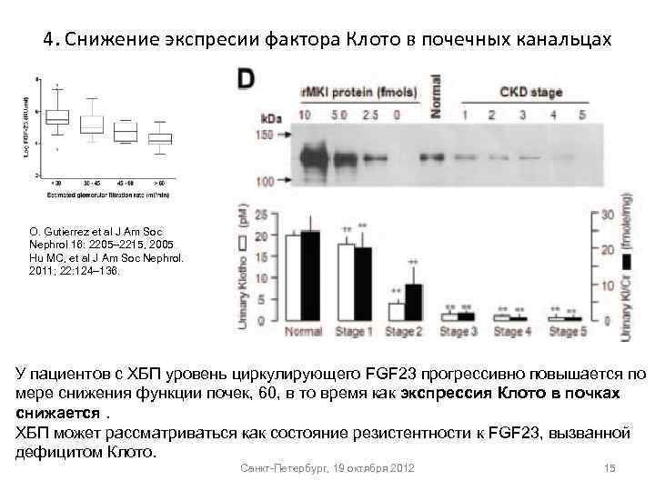 4. Снижение экспресии фактора Клото в почечных канальцах O. Gutierrez et al J Am