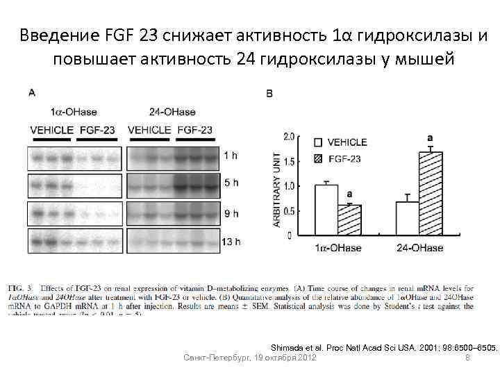 Введение FGF 23 снижает активность 1α гидроксилазы и повышает активность 24 гидроксилазы у мышей