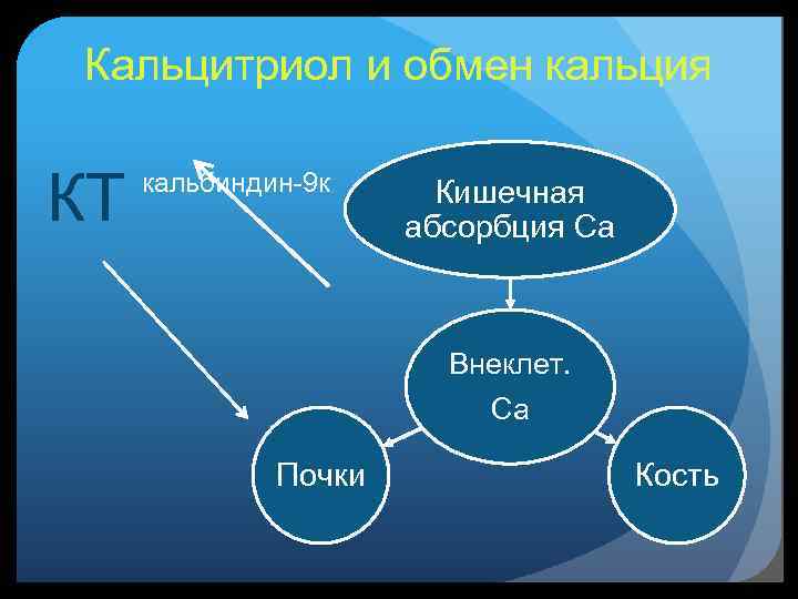 Кальцитриол и обмен кальция КТ кальбиндин-9 к Кишечная абсорбция Ca Внеклет. Ca Почки Кость