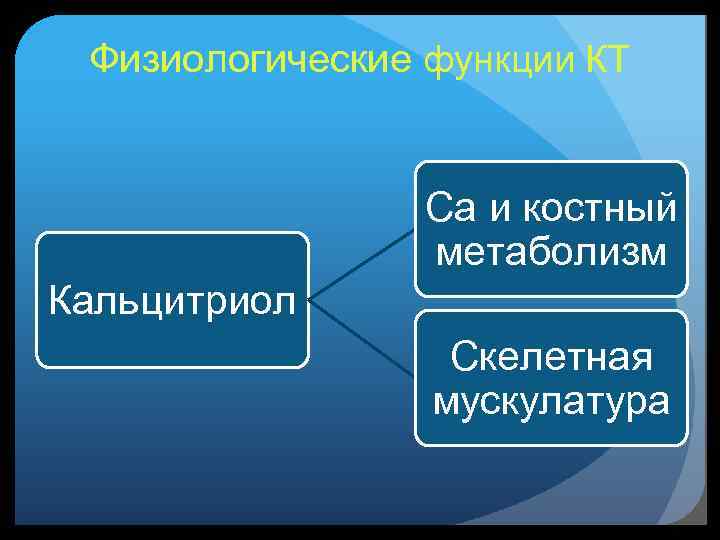 Физиологические функции КТ Ca и костный метаболизм Кальцитриол Скелетная мускулатура 