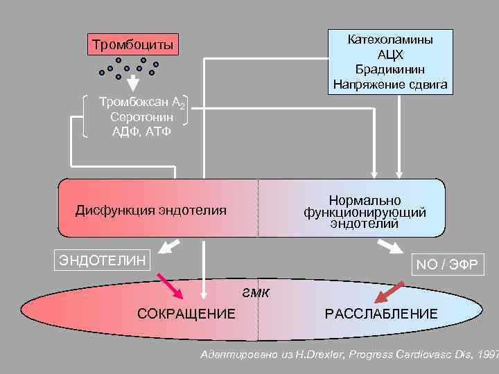 Катехоламины АЦХ Брадикинин Напряжение сдвига Тромбоциты Тромбоксан А 2 Cеротонин АДФ, АТФ Нормально функционирующий