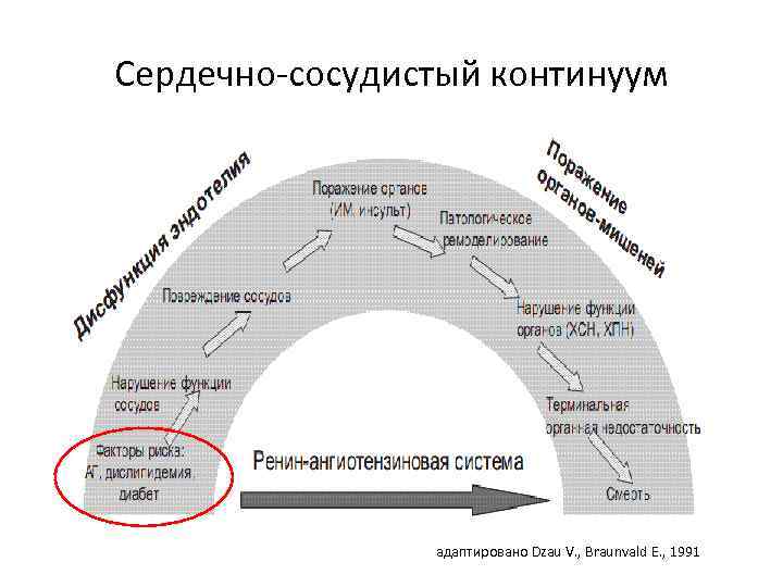 Сердечно-сосудистый континуум адаптировано Dzau V. , Braunvald E. , 1991 