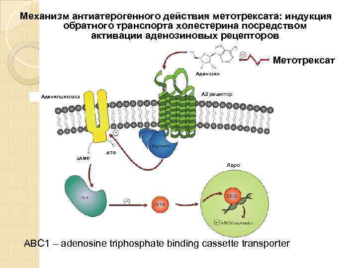 Механизм антиатерогенного действия метотрексата: индукция обратного транспорта холестерина посредством активации аденозиновых рецепторов Метотрексат Аденозин