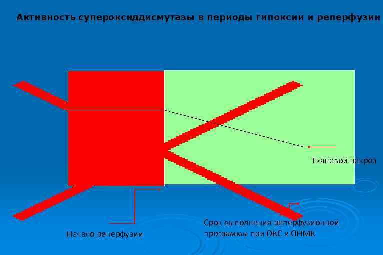 Активность супероксиддисмутазы в периоды гипоксии и реперфузии Тканевой некроз Начало реперфузии Срок выполнения реперфузионной