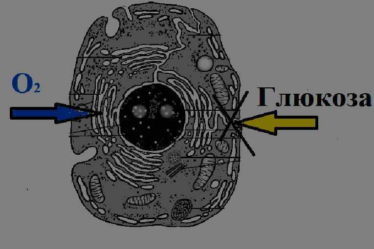 У большинства больных в критических состояниях толерантность тканей к глюкозе не позволяет купировать последствия
