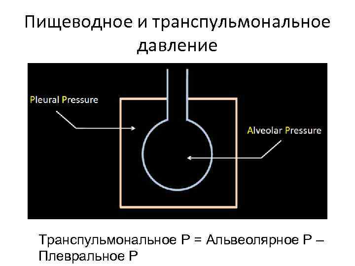 Пищеводное и транспульмональное давление Транспульмональное Р = Альвеолярное Р – Плевральное Р 