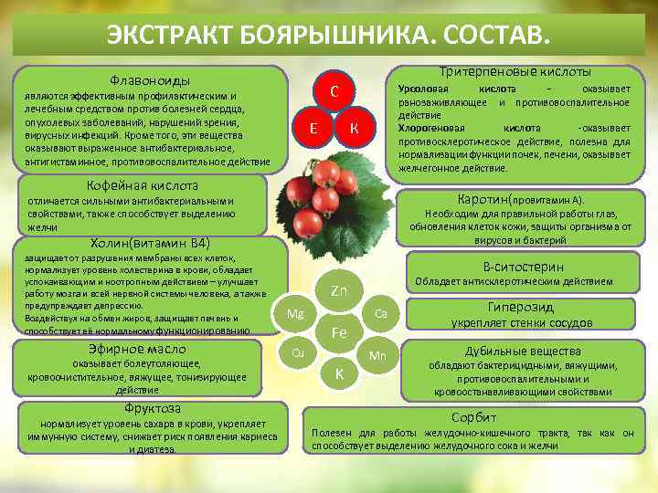 ЭКСТРАКТ БОЯРЫШНИКА. СОСТАВ. Тритерпеновые кислоты Флавоноиды Урсоловая кислота - оказывает ранозаживляющее и противовоспалительное действие